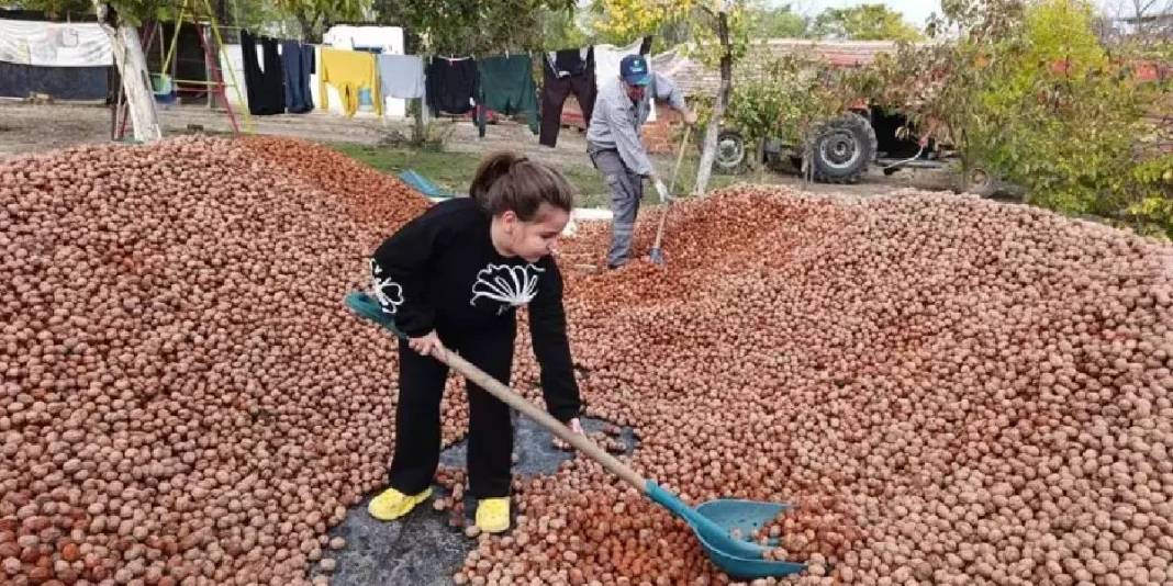 Devlet bedelsiz kiraya verdi köylünün ata mesleği oldu! Yıllardır imece usulü üretiliyor: Kilosunu 310 TL’ye satıyorlar 2
